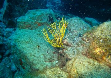 barco dron buceo