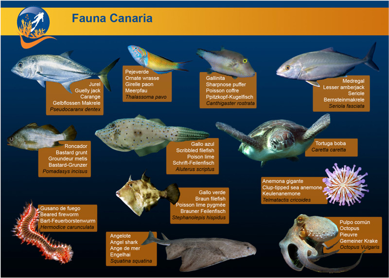 Fauna local Canaria