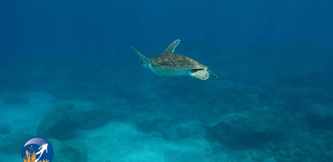 buceo el puertito