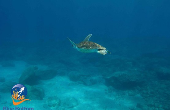 buceo el puertito