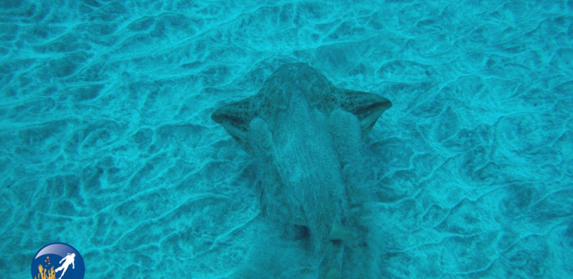 buceo la caleta