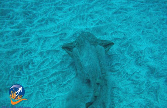 buceo la caleta