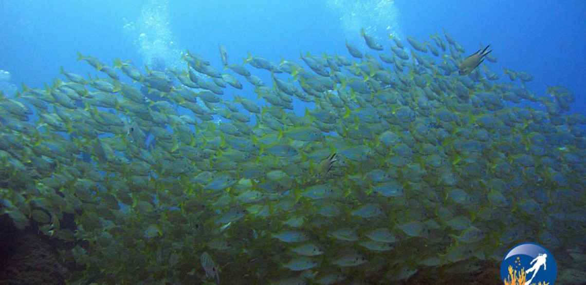 buceo el faro
