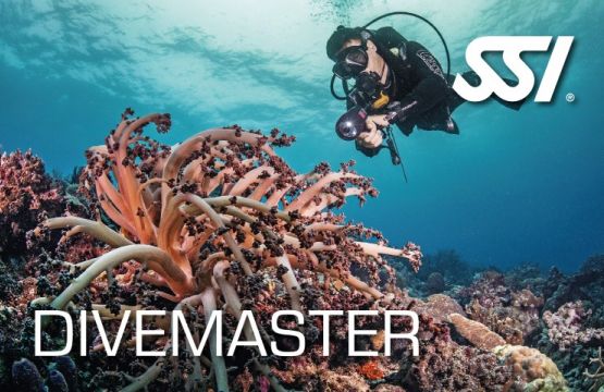 curso divemaster padi banner grande